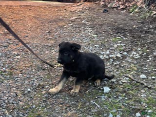 German Shepherd dogs Rocky - Ad 20