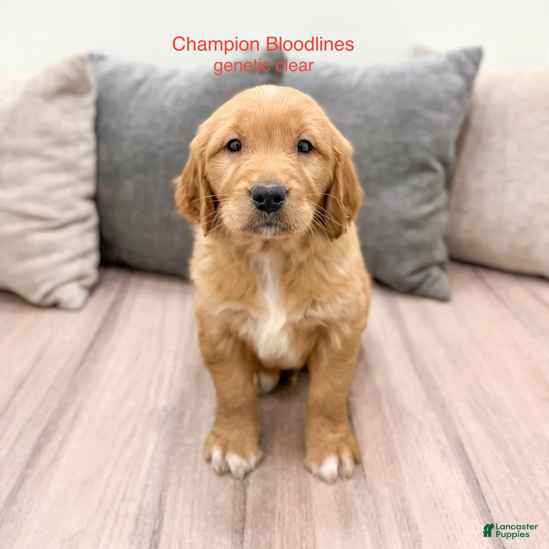 Golden Retriever dogs for sale: Champ - Ad 1
