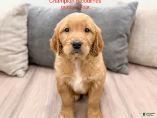 Golden Retriever dogs for sale: Champ - Ad 2