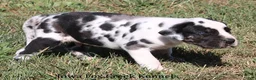 Great Dane dogs for sale: Great Dane 3 - Ad 13