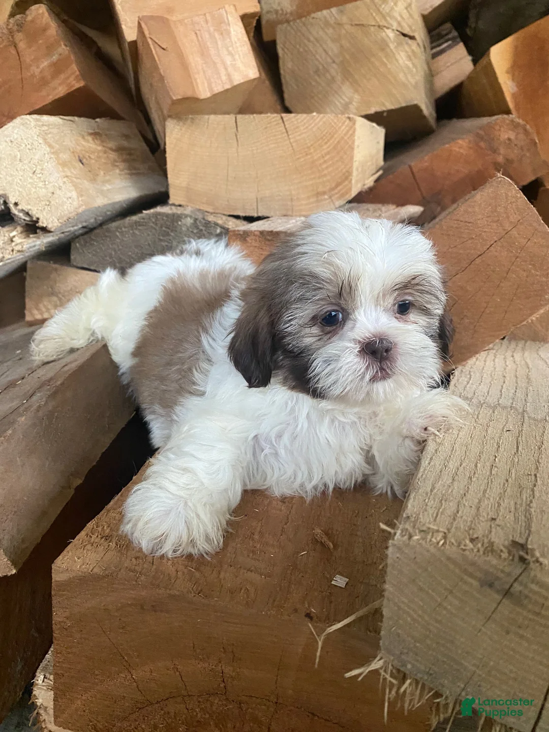 Shih Tzu dogs for sale: Diesel - Ad 13