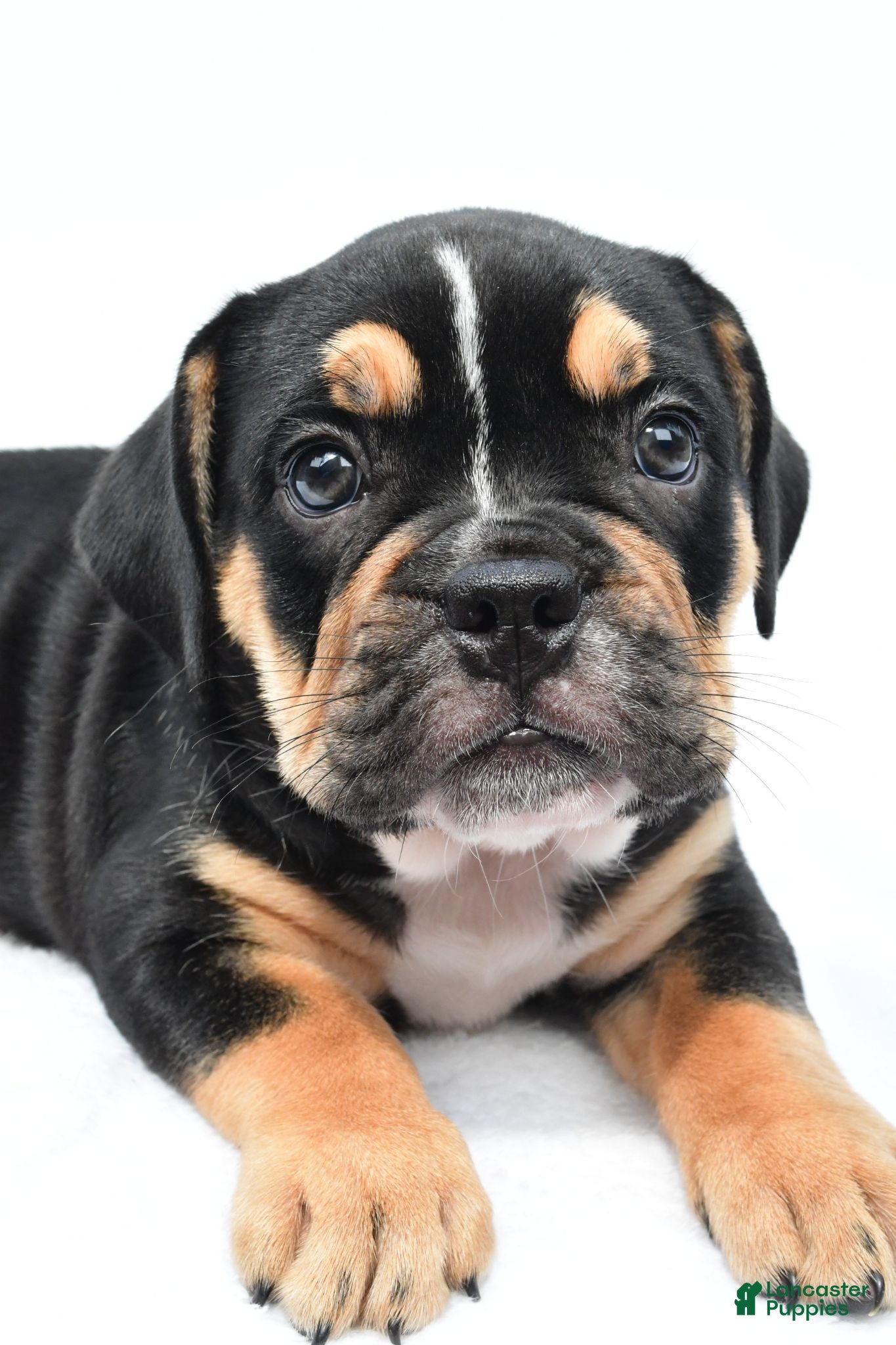 Beabull dogs Jenny - Ad 2