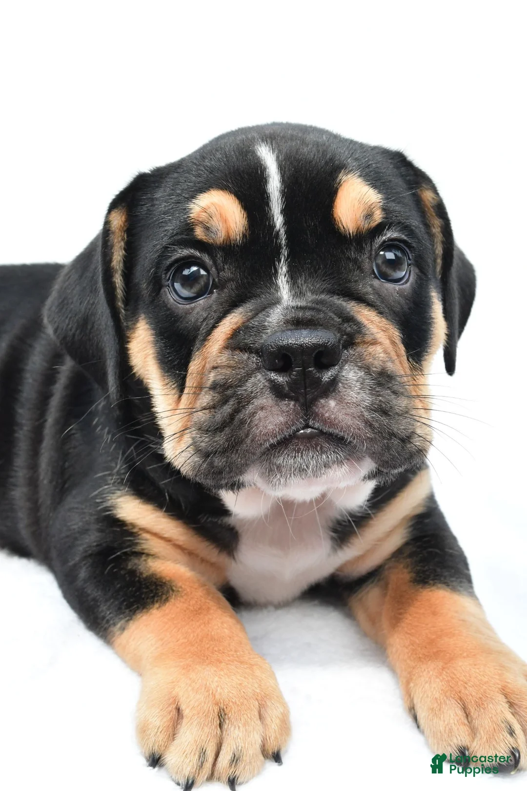 Beabull dogs for sale: Jenny - Ad 2