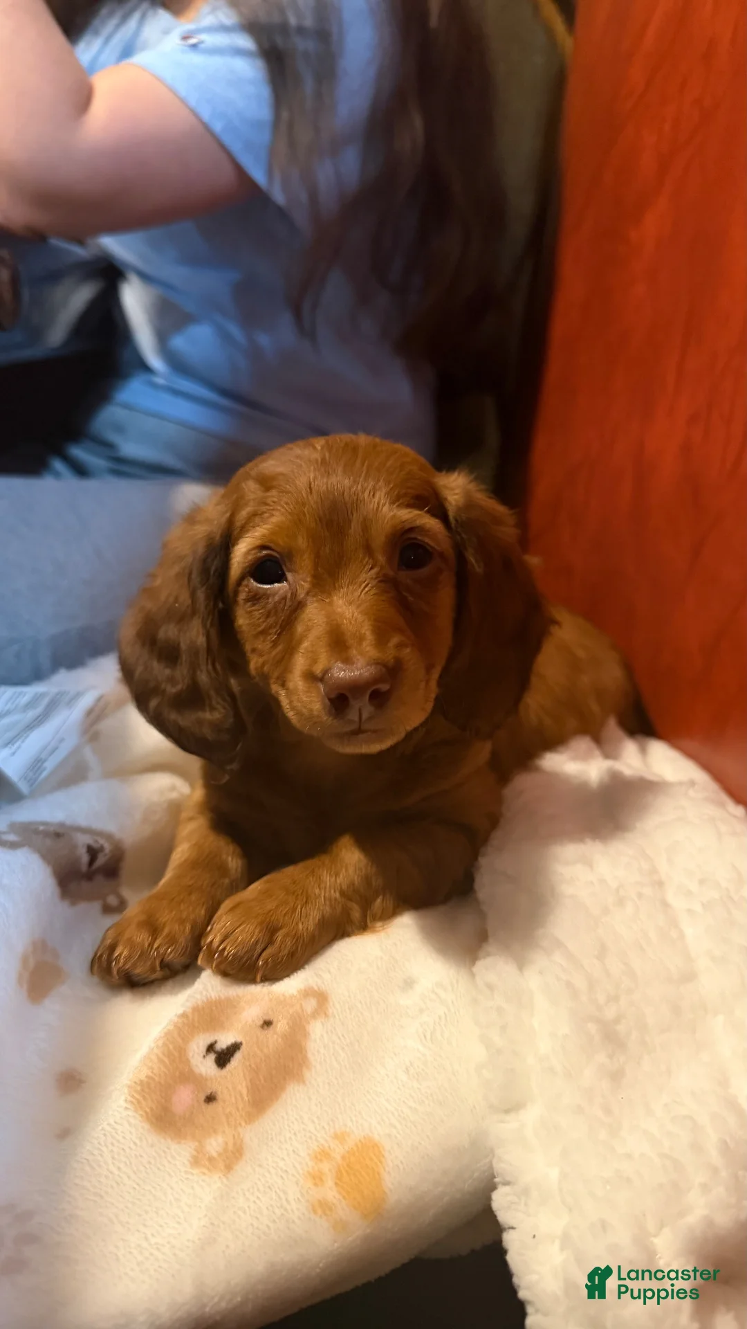 Miniature Dachshund dogs for sale: Zara - Ad 6