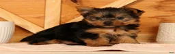 Yorkshire Terrier dogs for sale: Zoe - Ad 3