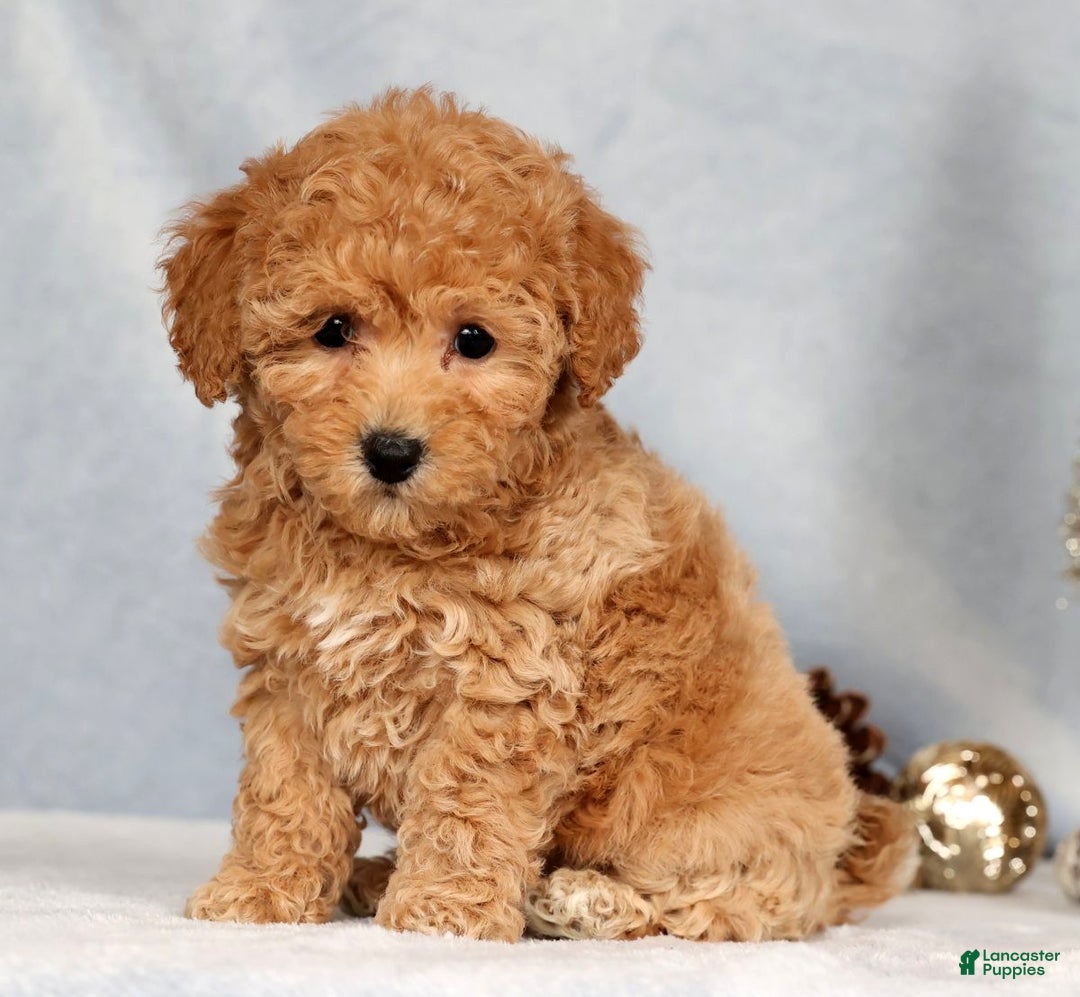Bichpoo dogs for sale: Rosie - Ad 7