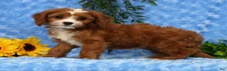 Cavapoo dogs for sale: Lexi - Ad 3