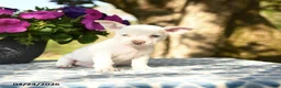 Chihuahua dogs for sale: Ronald - Ad 4