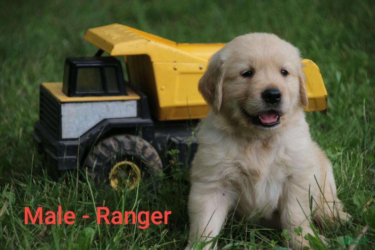 Golden Retriever dogs Golden Retriever 4 - Ad 29