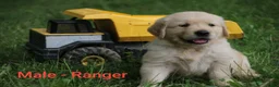 Golden Retriever dogs for sale: Golden Retriever 4 - Ad 1