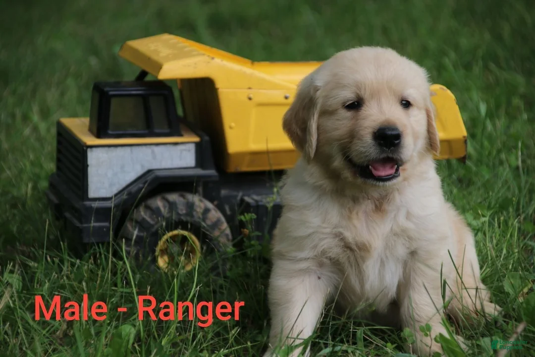 Golden Retriever dogs for sale: Golden Retriever 4 - Ad 1