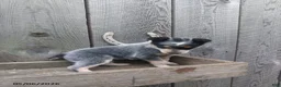 Australian Cattle Dog dogs for sale: Meeker - Ad 3