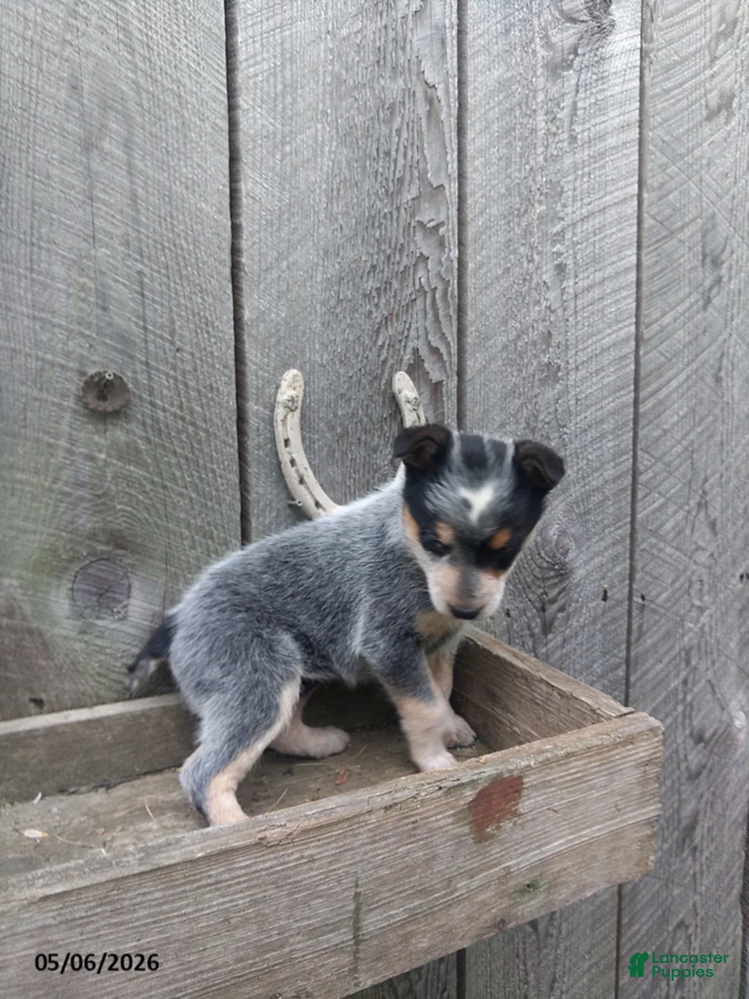 Australian Cattle Dog dogs for sale: Meeker - Ad 3