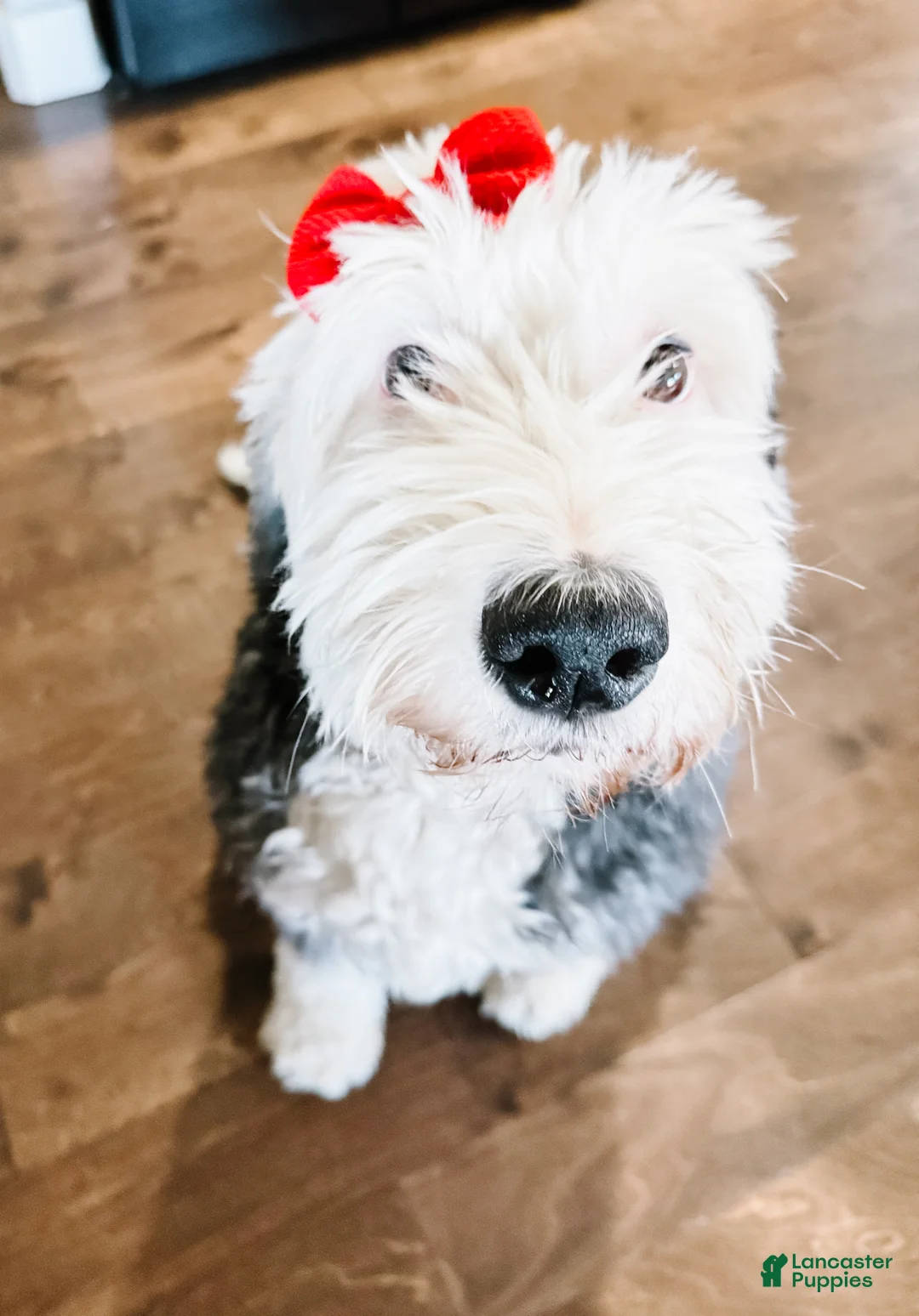 Mixed Breed dogs for sale: Turkey - Ad 2