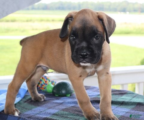 Boxer dogs Dakota- Champ lines - Ad 2