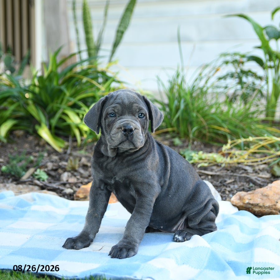 Cane Corso dogs Winnie - Ad 1