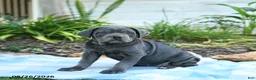 Cane Corso dogs for sale: Winnie - Ad 1