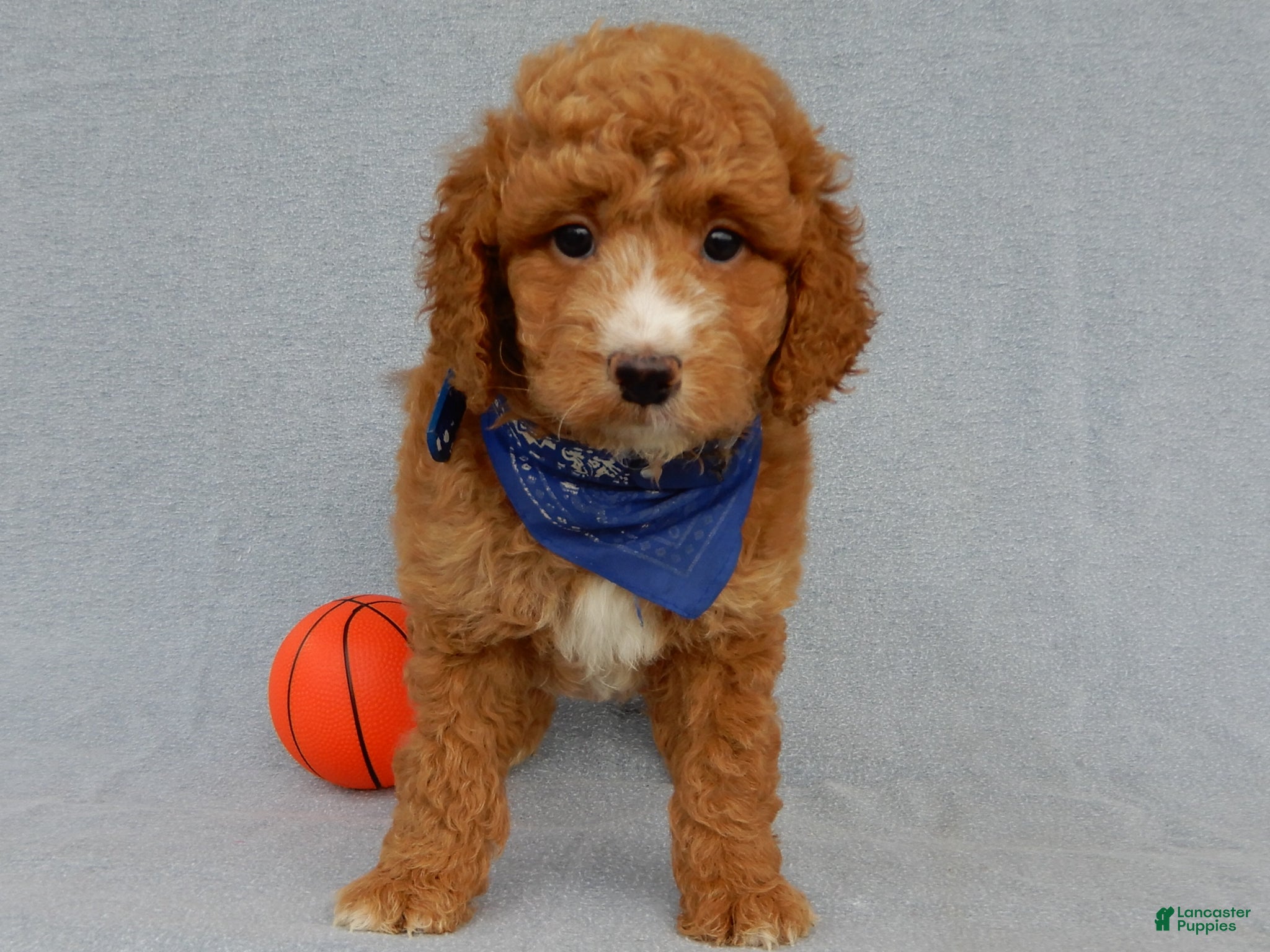 Mini Goldendoodle dogs Douglas - Ad 2