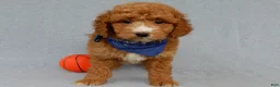 Mini Goldendoodle dogs for sale: Douglas - Ad 2