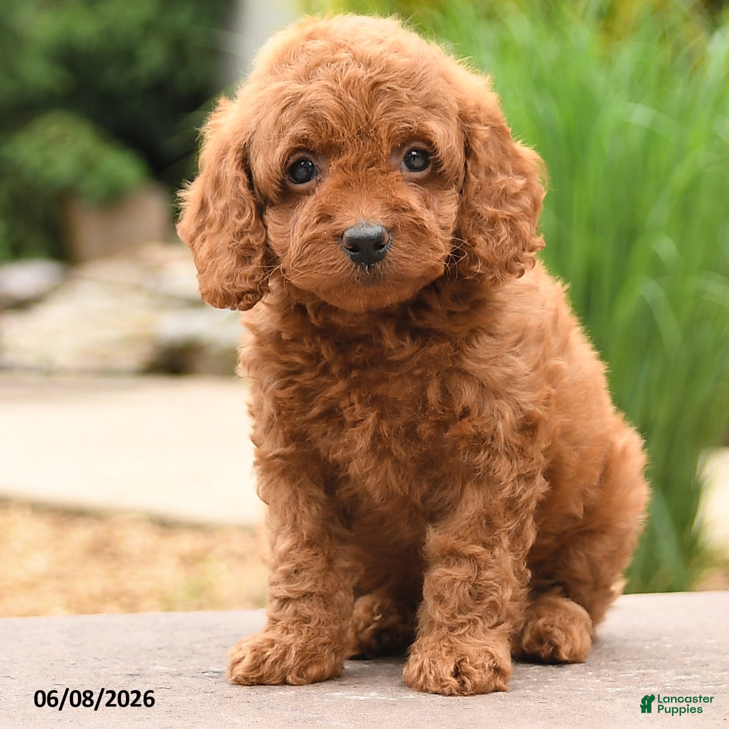 Miniature Poodle dogs Ellie - Ad 1
