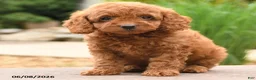 Miniature Poodle dogs for sale: Ellie - Ad 4