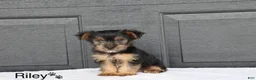 Yorkshire Terrier dogs for sale: Riley - Ad 3