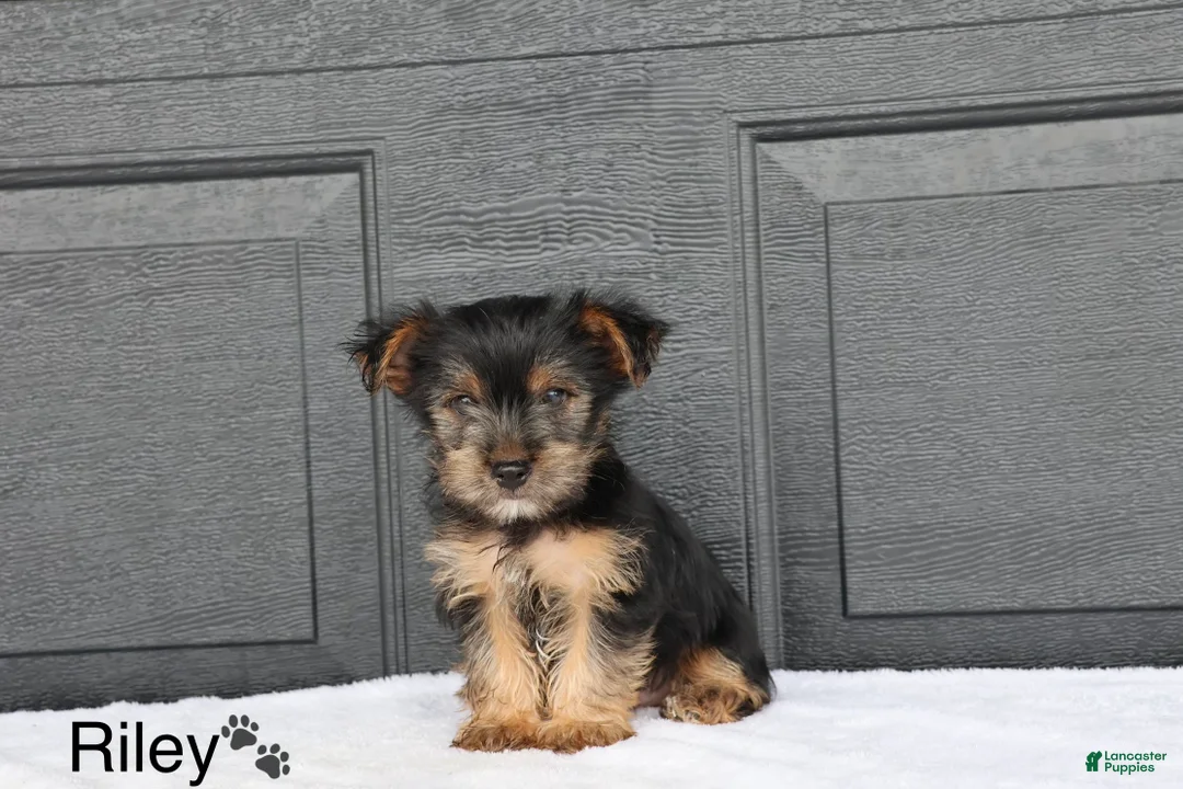 Yorkshire Terrier dogs for sale: Riley - Ad 3