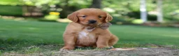 Golden Retriever dogs for sale: Jase - Ad 3