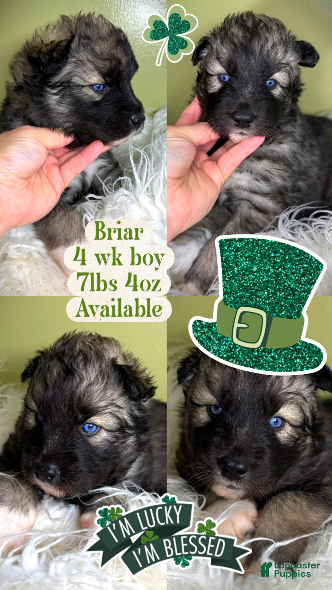 Siberian Husky dogs Briar - Ad 20