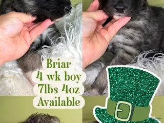 Siberian Husky dogs Briar - Ad 20