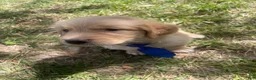 Golden Retriever dogs for sale: Golden Retriever 3 - Ad 14