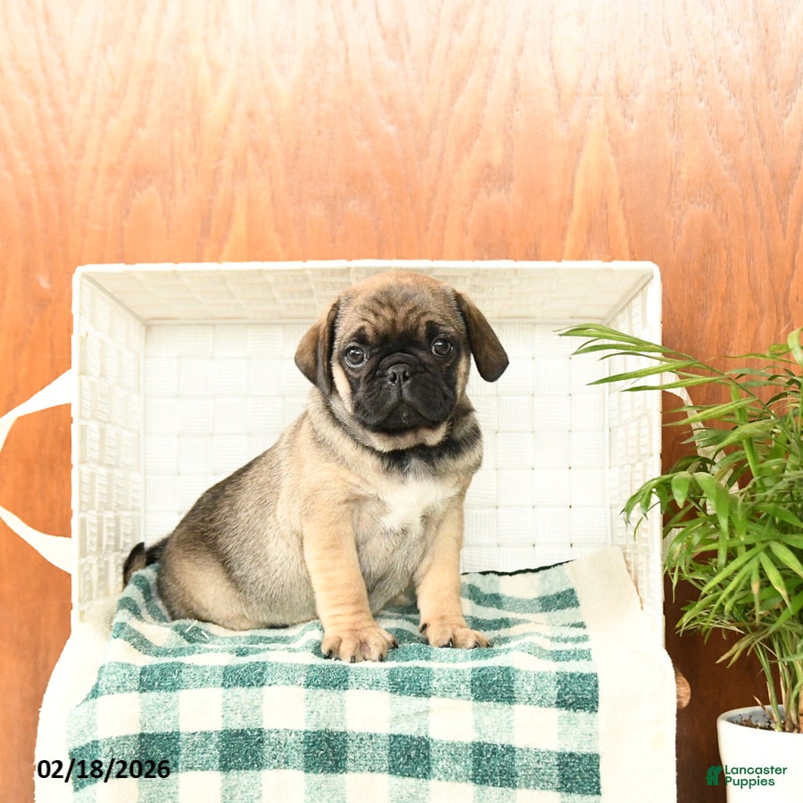 Pug dogs for sale: Otis - Ad 1
