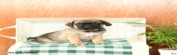 Pug dogs for sale: Otis - Ad 1