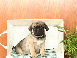 Pug dogs for sale: Otis - Ad 1