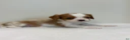 Cavalier King Charles Spaniel dogs for sale: Ollie Cavalier King Charles Spaniel  - Ad 5