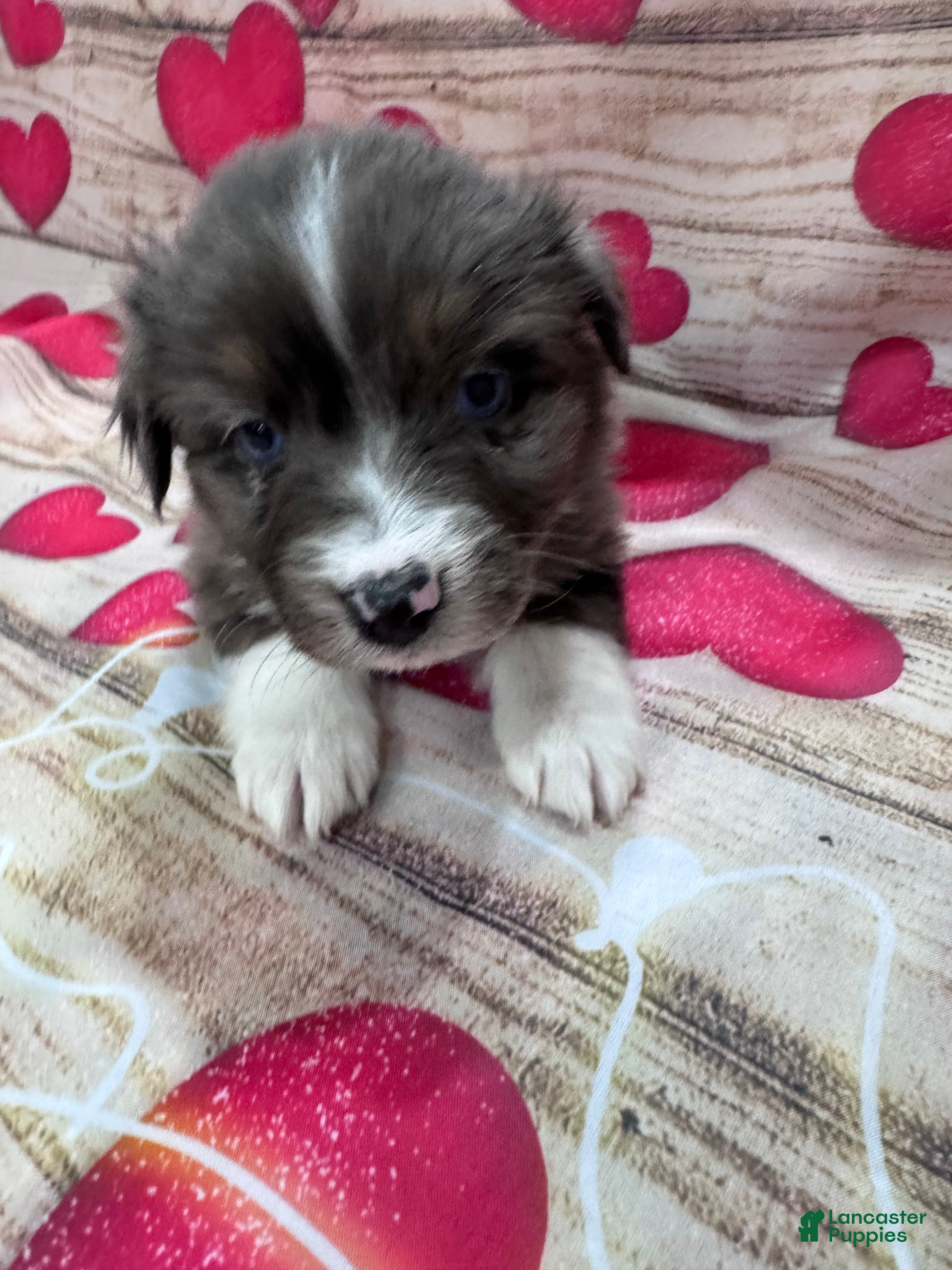 Australian Shepherd dogs Australian Shepherd Puppy - Purple Collar - Ad 31