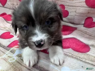 Australian Shepherd dogs Australian Shepherd Puppy - Purple Collar - Ad 31