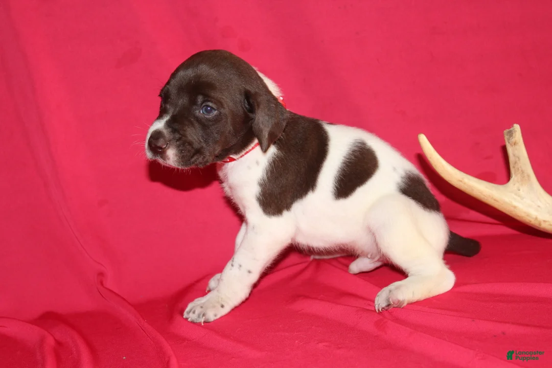 German Shorthaired Pointer dogs for sale: Chocolate Chip - Ad 2