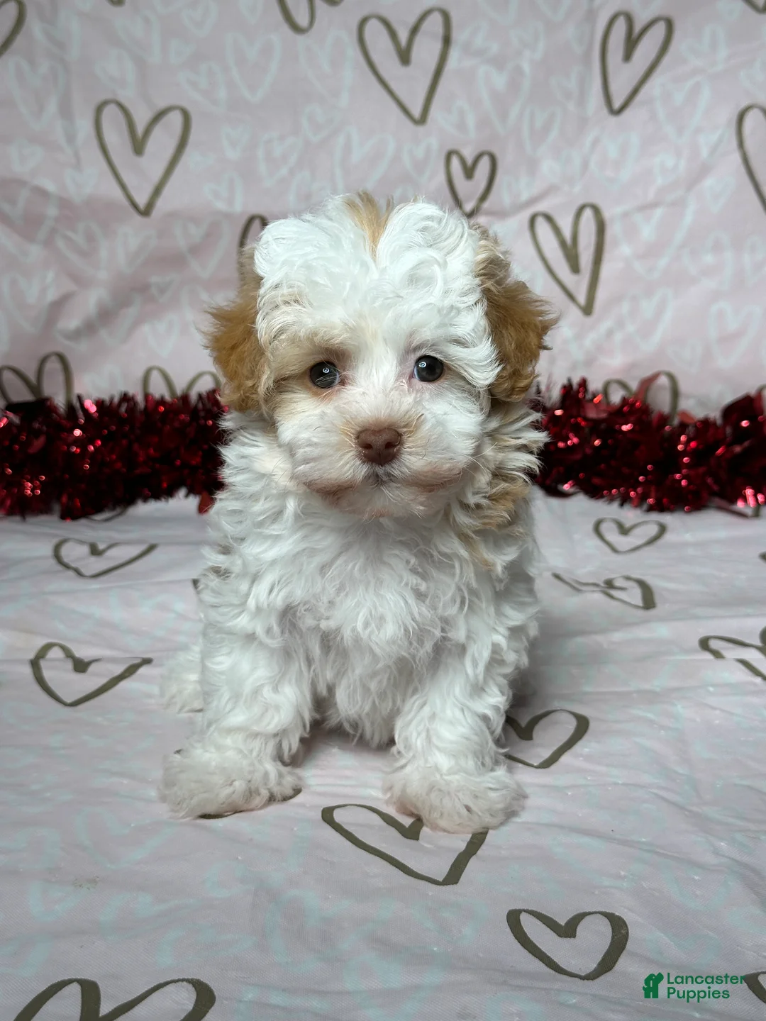 Havapoo dogs for sale: Macy - Ad 1