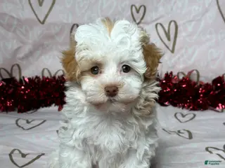 Havapoo dogs Macy - Ad 27