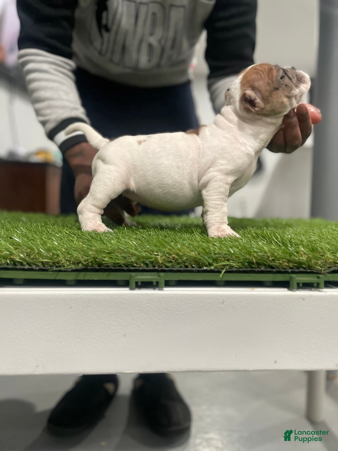 American Bully dogs for sale: Queen  - Ad 5