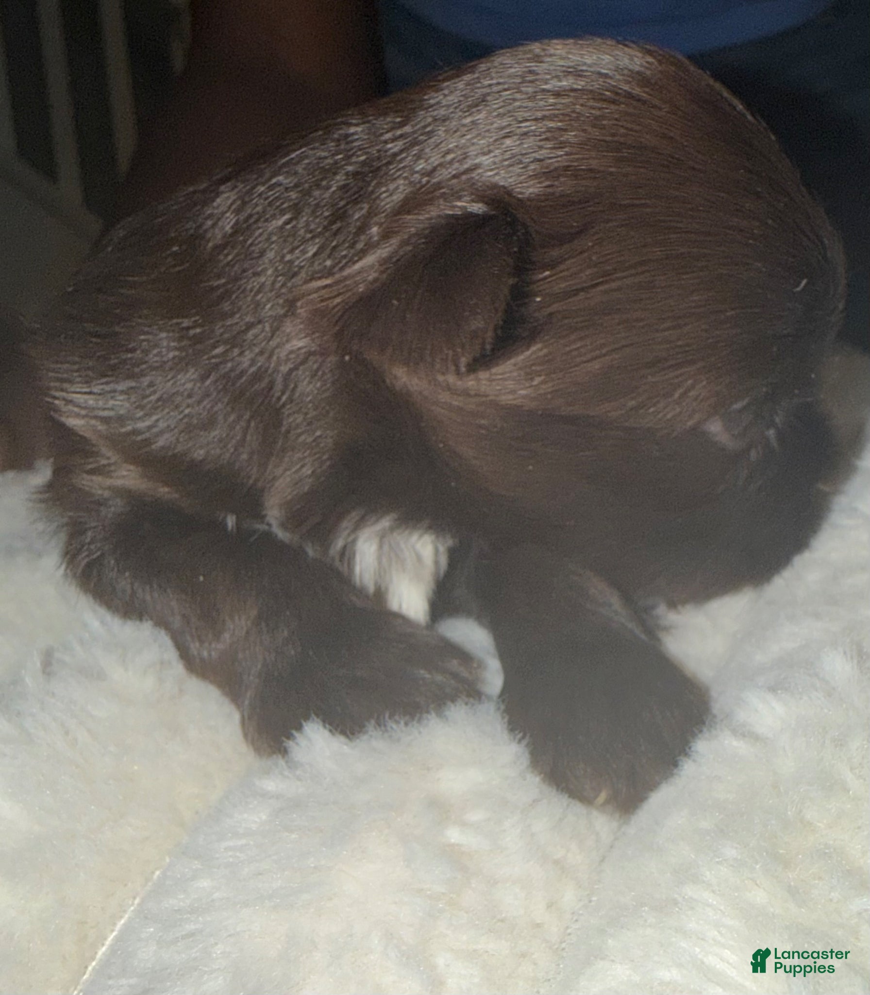 Yorkshire Terrier dogs Mocha - Ad 2