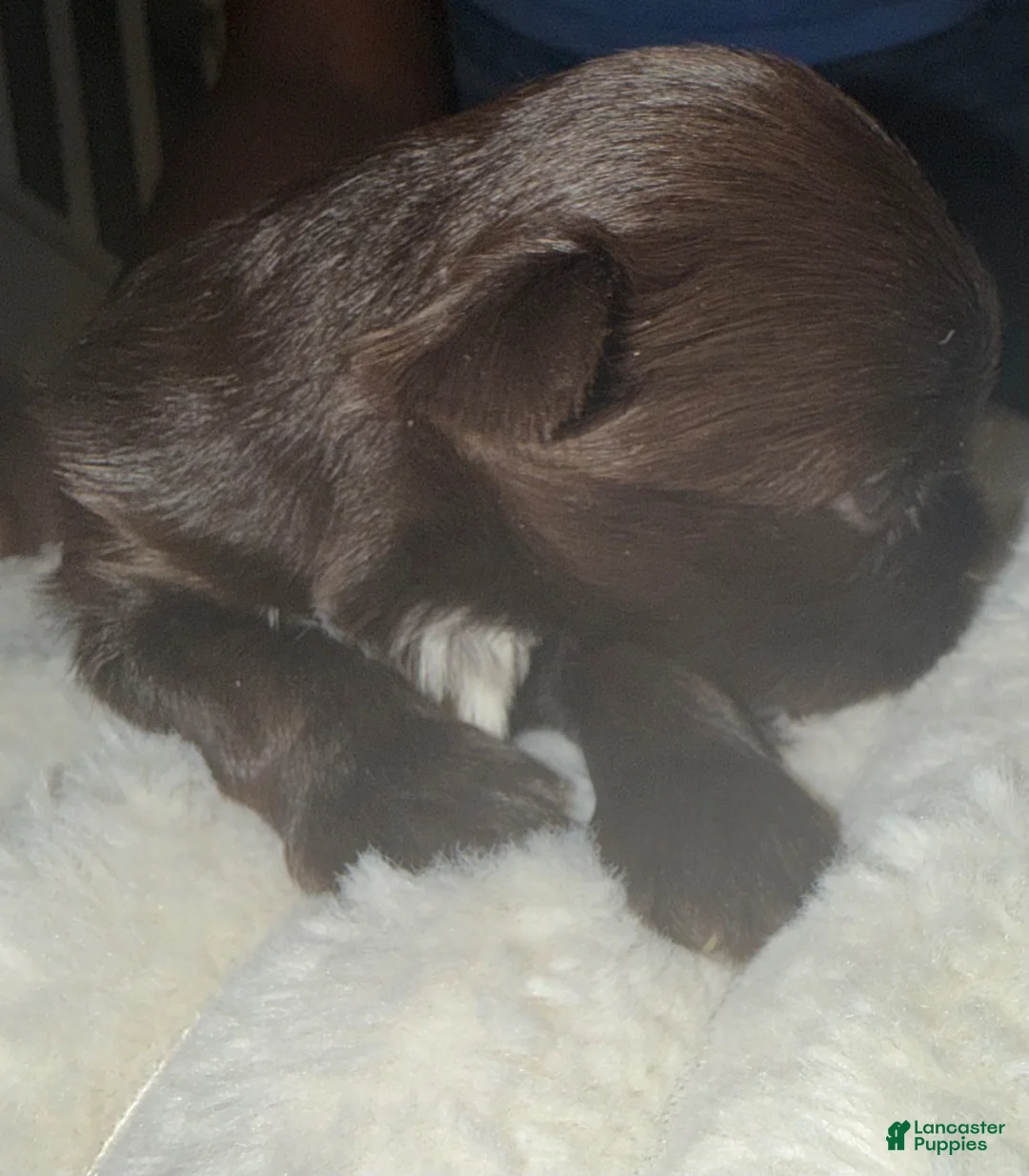 Yorkshire Terrier dogs for sale: Mocha - Ad 2