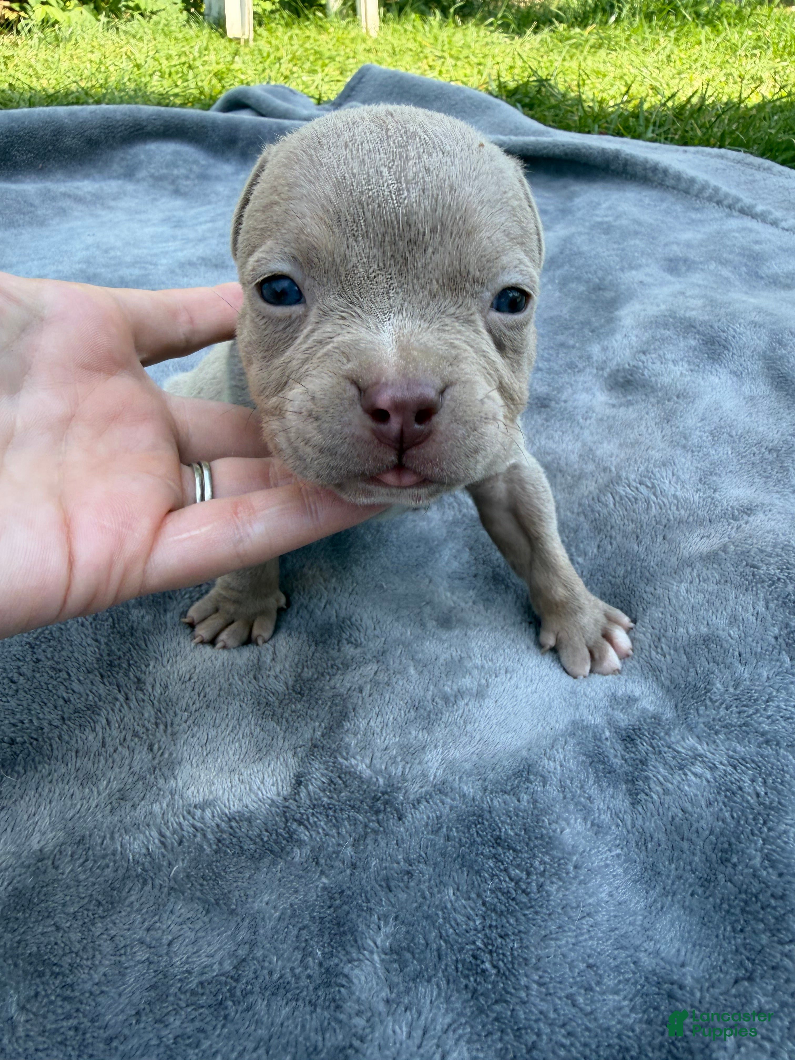 American Bully dogs Marshall  - Ad 2