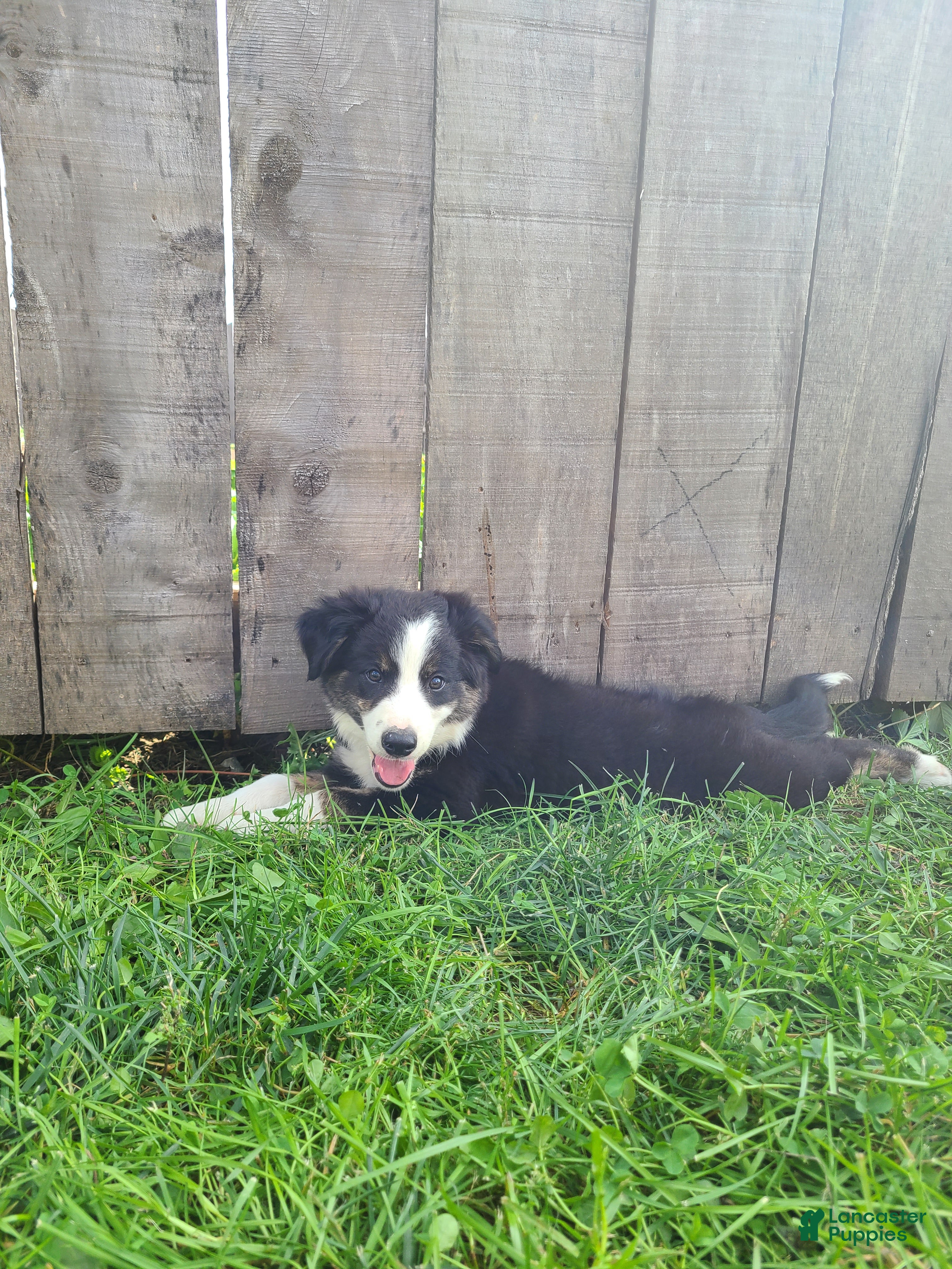 Mixed Breed dogs Sarge - Ad 2