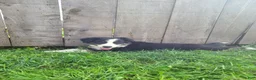 Mixed Breed dogs for sale: Sarge - Ad 2