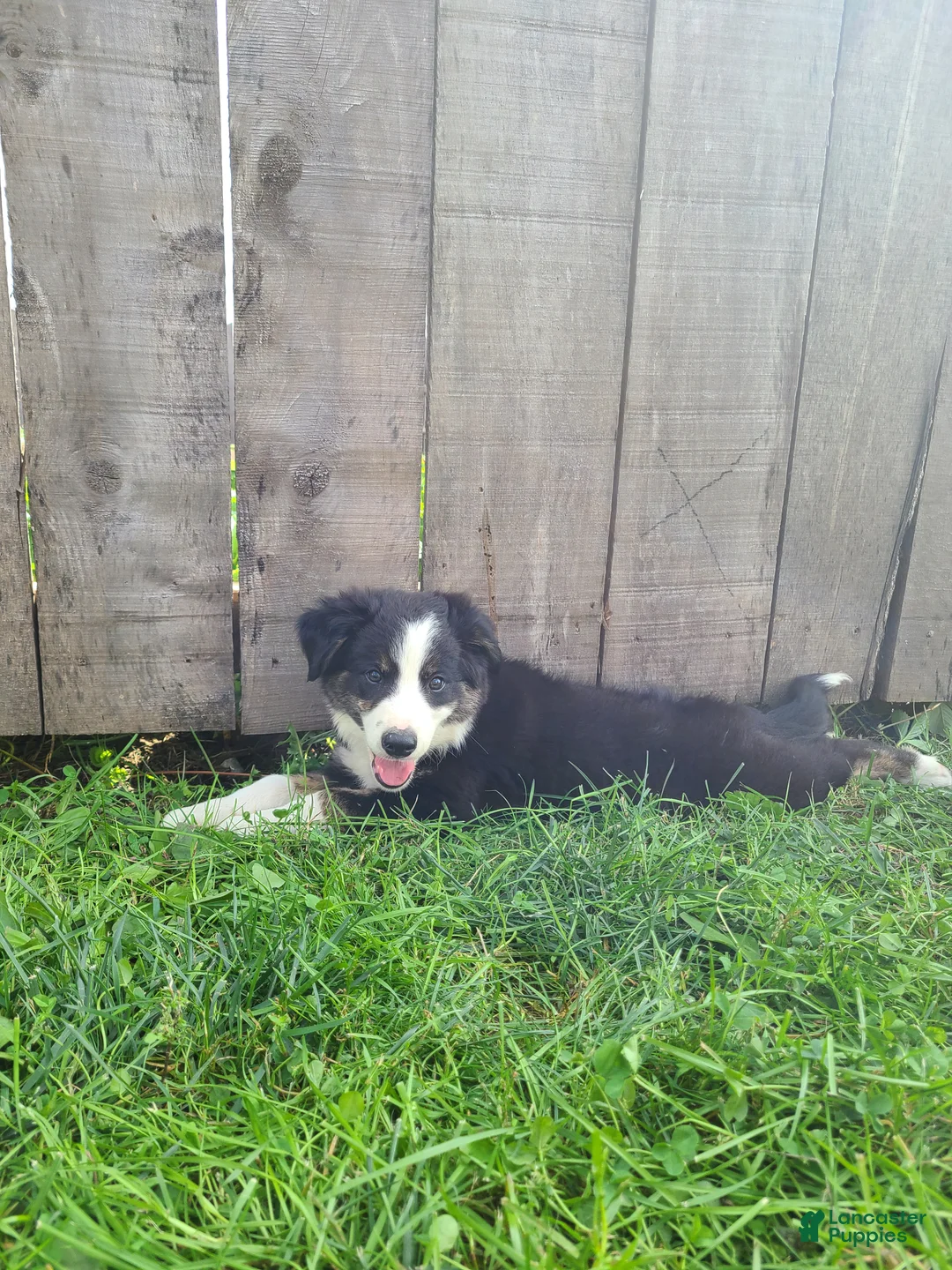 Mixed Breed dogs for sale: Sarge - Ad 2