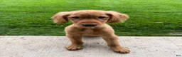 Golden Retriever dogs for sale: Golden Retriever 11 - Ad 6
