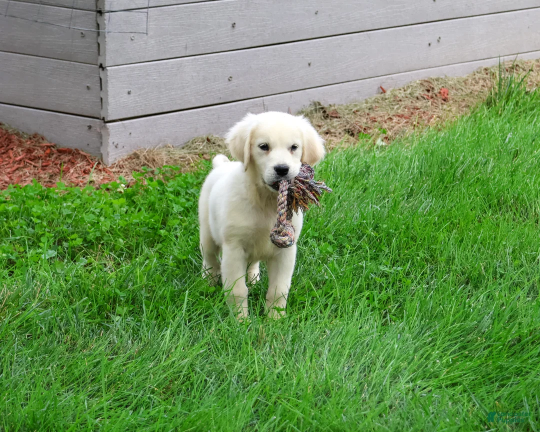 Golden Retriever dogs for sale: Tilly - Ad 2