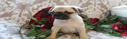 Pug dogs for sale: Casey - Ad 11